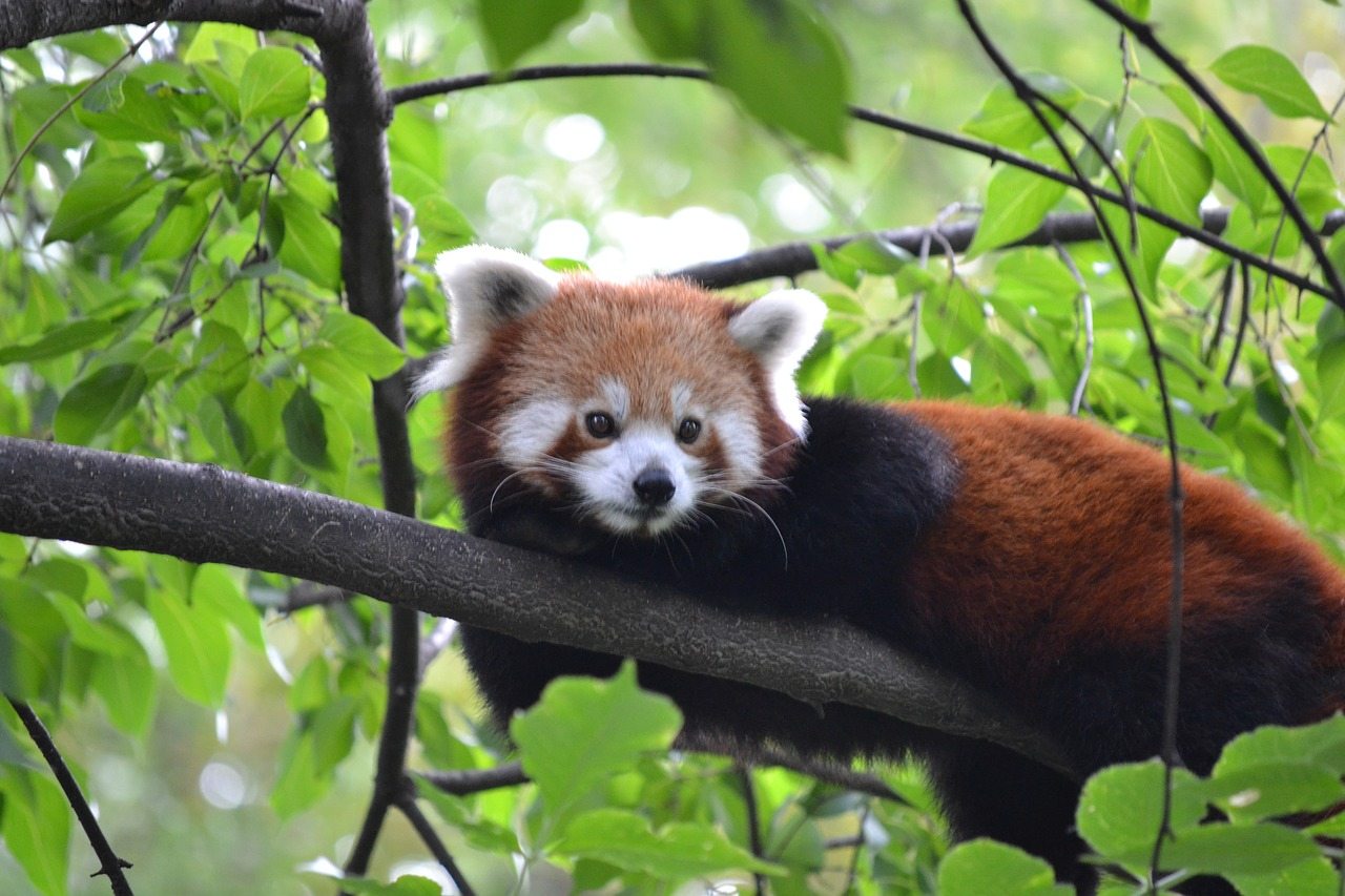 red panda